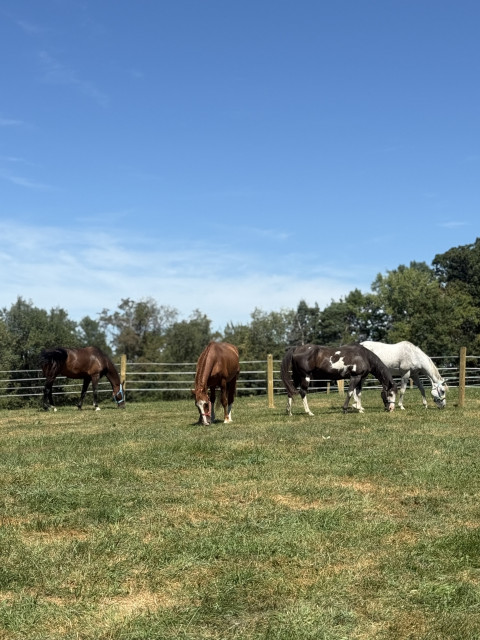 Visit Black Iron Stables