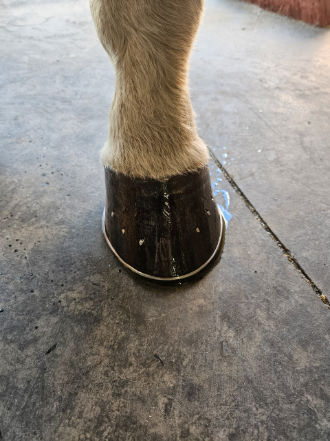 Visit Hammered Horse Hoofcare