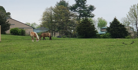 Visit Yellow Diamond Acres